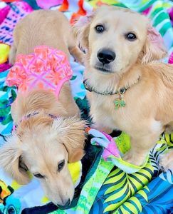 Creme of the Crop Dachshunds - English Cream Miniature Dachshunds