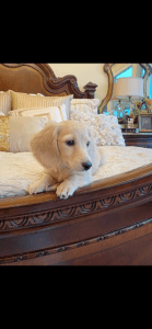 Creme of the Crop Dachshunds - English Cream Miniature Dachshunds