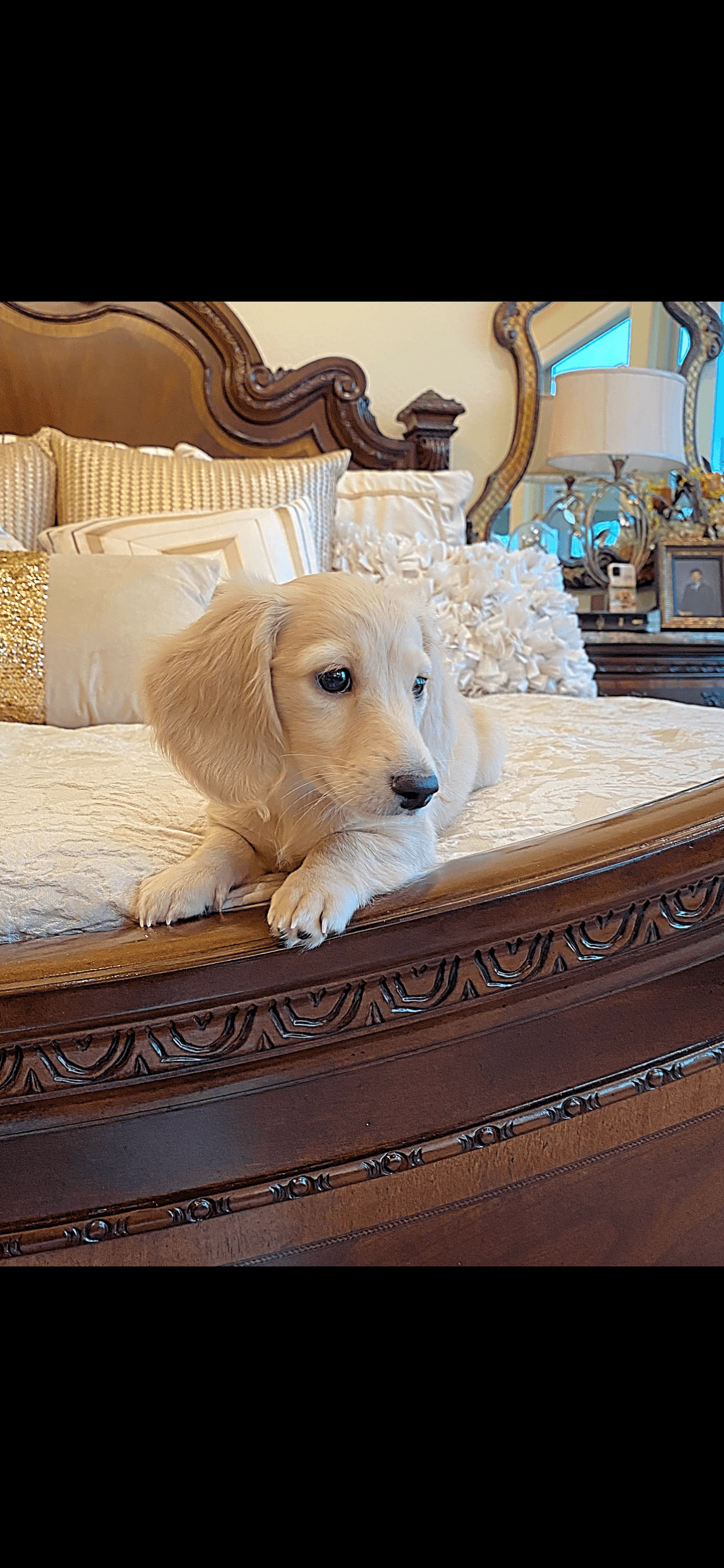 Creme of the Crop Dachshunds - English Cream Miniature Dachshunds