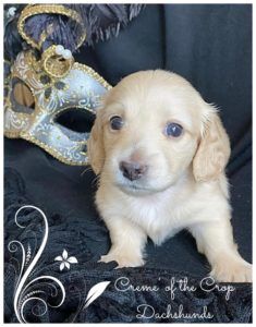 Creme of the Crop Dachshunds - English Cream Miniature Dachshunds
