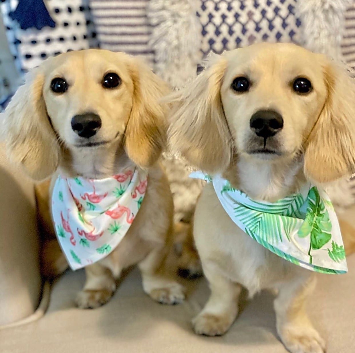 Creme of the Crop Dachshunds - English Cream Miniature Dachshunds