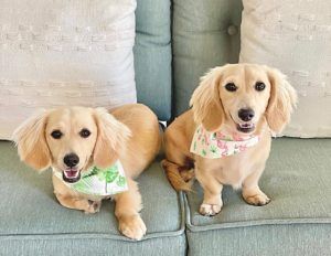 Creme of the Crop Dachshunds - English Cream Miniature Dachshunds