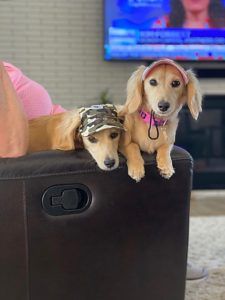 Creme of the Crop Dachshunds - English Cream Miniature Dachshunds