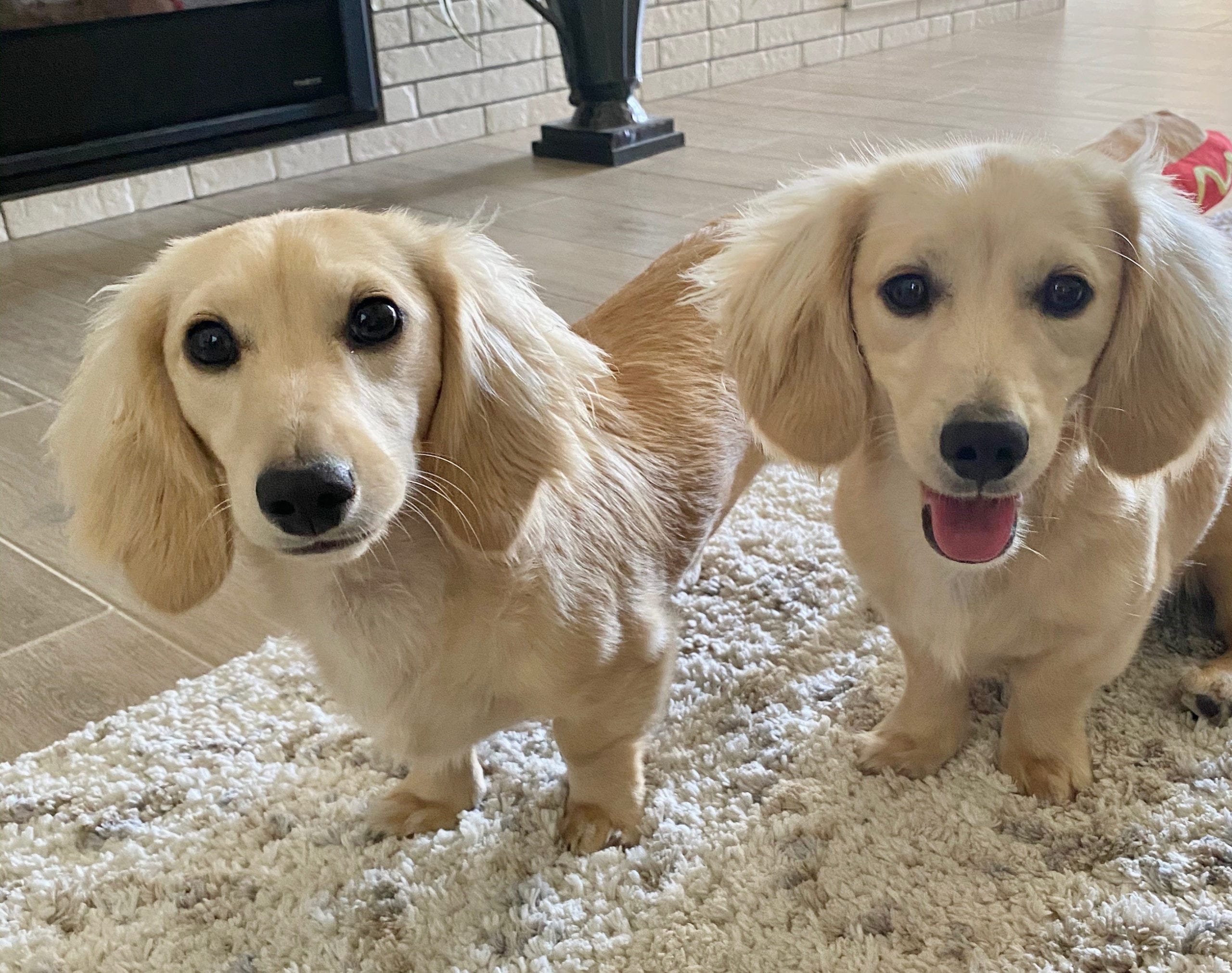 Crème of the Crop English Cream Miniature Dachshunds - Franklin, Texas