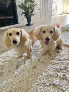 Creme of the Crop Dachshunds - English Cream Miniature Dachshunds