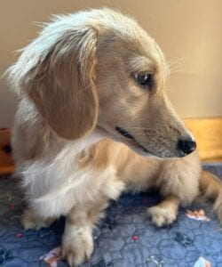 Monet - Longhair Cream Miniature Dachshund For Sale 1