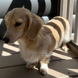 Monet - Longhair Cream Miniature Dachshund For Sale 2