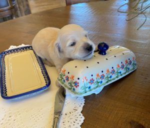 Creme of the Crop Dachshunds - English Cream Miniature Dachshunds