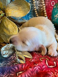 Creme of the Crop Dachshunds - English Cream Miniature Dachshunds