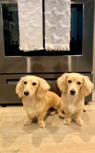 Creme of the Crop Dachshunds - English Cream Miniature Dachshunds