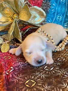 Creme of the Crop Dachshunds - English Cream Miniature Dachshunds