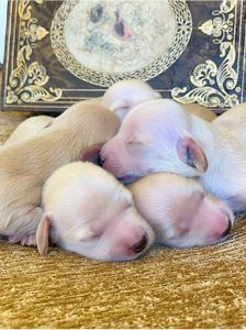 Creme of the Crop Dachshunds - English Cream Miniature Dachshunds