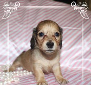 Creme of the Crop Dachshunds - English Cream Miniature Dachshunds