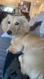 Creme of the Crop Dachshunds - English Cream Miniature Dachshunds