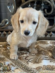 Creme of the Crop Miniature Dachshunds Anne 2