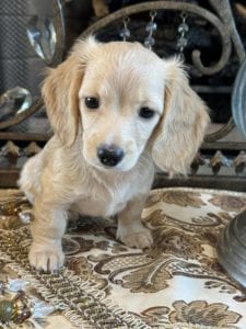 Creme of the Crop Miniature Dachshunds Anne 3