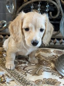 Creme of the Crop Miniature Dachshunds Anne 4