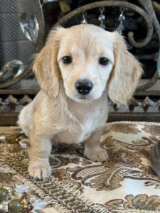 Creme of the Crop Miniature Dachshunds Anne 5