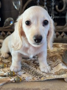 Creme of the Crop Miniature Dachshunds Asha Rose