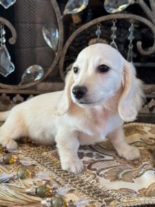 Creme of the Crop Miniature Dachshunds Asha Rose 2