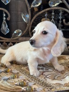 Creme of the Crop Miniature Dachshunds Asha Rose 3