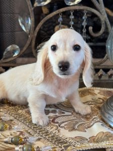 Creme of the Crop Miniature Dachshunds Asha Rose 4