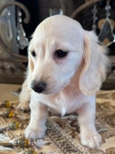 Creme of the Crop Miniature Dachshunds Asha Rose 5