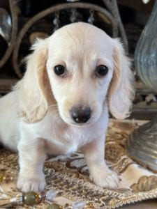 Creme of the Crop Miniature Dachshunds Asha Rose 6