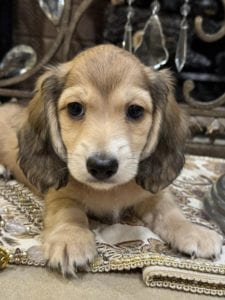 Creme of the Crop Miniature Dachshunds Bruiser 1