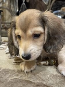 Creme of the Crop Miniature Dachshunds Bruiser 3