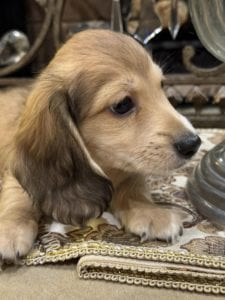 Creme of the Crop Miniature Dachshunds Bruiser 4