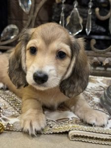 Creme of the Crop Miniature Dachshunds Bruiser 5