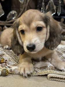 Creme of the Crop Miniature Dachshunds Bruiser 6