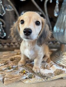 Creme of the Crop Miniature Dachshunds Breeder - Byrdie