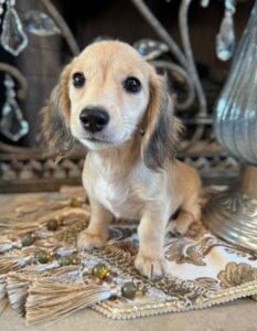 Creme of the Crop Miniature Dachshunds Breeder - Byrdie 2