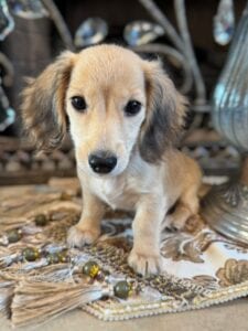 Creme of the Crop Miniature Dachshunds Breeder - Byrdie 3