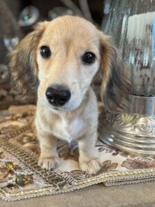 Creme of the Crop Miniature Dachshunds Breeder - Byrdie 4