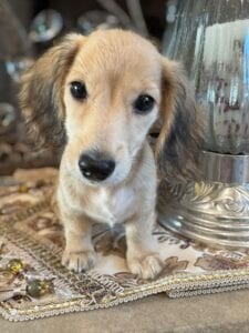 Creme of the Crop Miniature Dachshunds Breeder - Byrdie 5