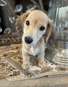 Creme of the Crop Miniature Dachshunds Breeder - Byrdie 6