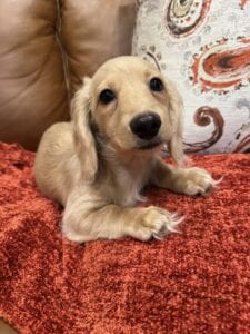 Creme of the Crop Miniature Dachshunds - Cillian 1