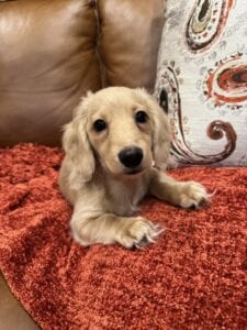 Creme of the Crop Miniature Dachshunds - Cillian 2