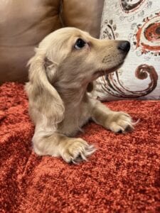 Creme of the Crop Miniature Dachshunds - Cillian 3