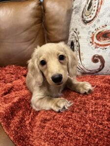 Creme of the Crop Miniature Dachshunds - Cillian 4