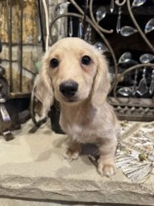 Creme of the Crop Miniature Dachshunds - Cillian 5