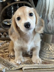 Creme of the Crop Miniature Dachshunds Clover 1