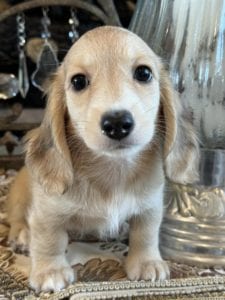 Creme of the Crop Miniature Dachshunds Clover 3