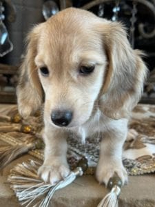 Creme of the Crop Miniature Dachshunds Clover 4