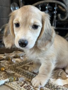 Creme of the Crop Miniature Dachshunds Clover 6