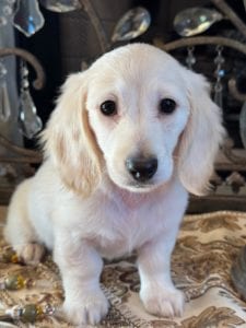 Creme of the Crop Miniature Dachshunds Crystal Frost 2