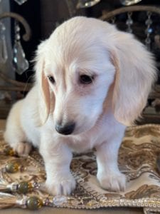 Creme of the Crop Miniature Dachshunds Crystal Frost 3